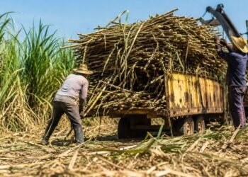 Respiro para 170 mil cañeros: azúcar mexicana recupera mercado en Estados Unidos