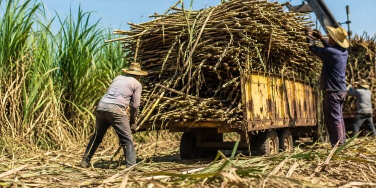 Respiro para 170 mil cañeros: azúcar mexicana recupera mercado en Estados Unidos