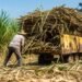 Respiro para 170 mil cañeros: azúcar mexicana recupera mercado en Estados Unidos