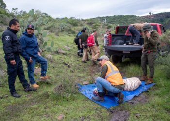Así cayó el tigre de bengala que escapó y movilizó a decenas de rescatistas en Edomex