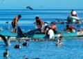 ¿La pesca en Campeche está en crisis? Más de 4 mil pescadores exigen apoyos