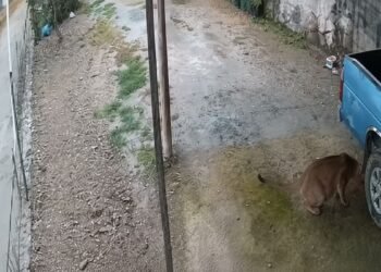 Video capta a un puma en la Sierra Gorda de Querétaro; activan operativo preventivo