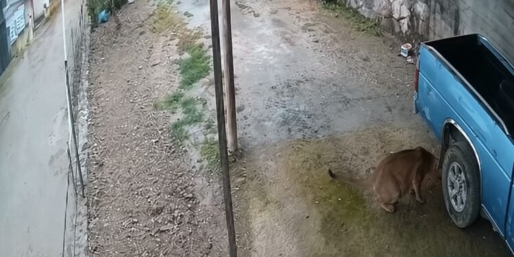 Video capta a un puma en la Sierra Gorda de Querétaro; activan operativo preventivo