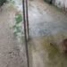 Video capta a un puma en la Sierra Gorda de Querétaro; activan operativo preventivo