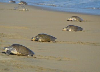 ¿Quién mató a la tortuga? Investigan nuevo caso de fauna protegida en Isla Aguada