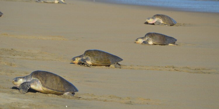 ¿Quién mató a la tortuga? Investigan nuevo caso de fauna protegida en Isla Aguada