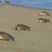 ¿Quién mató a la tortuga? Investigan nuevo caso de fauna protegida en Isla Aguada
