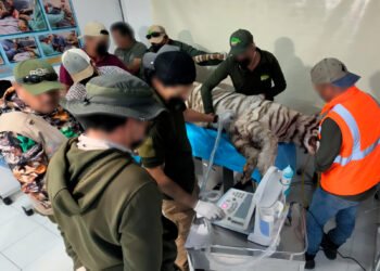 Muere Kenzo, el tigre de Bengala que escapó en Edomex; Profepa confirma cómo ocurrió