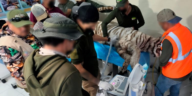 Muere Kenzo, el tigre de Bengala que escapó en Edomex; Profepa confirma cómo ocurrió