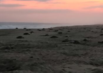 Un océano de vida llega a Oaxaca; Profepa resguarda histórica arribada de tortugas