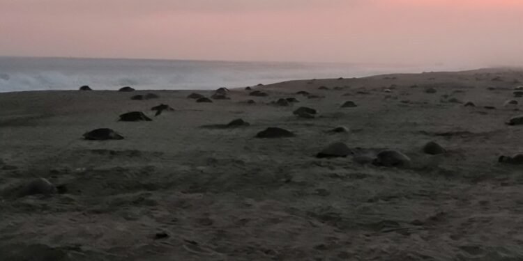 Un océano de vida llega a Oaxaca; Profepa resguarda histórica arribada de tortugas
