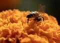 ¿Las abejas tendrán derechos? La SCJN analizará un caso histórico nacido en Campeche