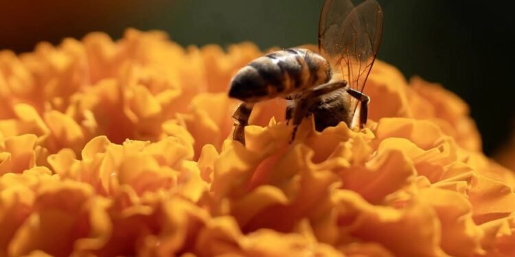 ¿Las abejas tendrán derechos? La SCJN analizará un caso histórico nacido en Campeche