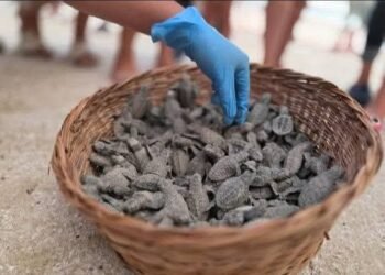 Campeche presencia el primer nacimiento masivo de tortugas carey; así inicia la temporada 2026