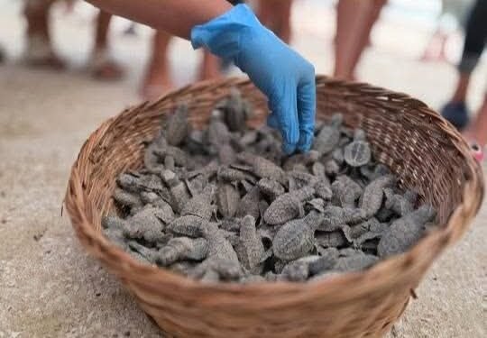 Campeche presencia el primer nacimiento masivo de tortugas carey; así inicia la temporada 2026