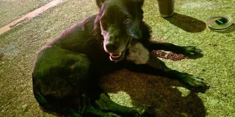 Atropella y abandona a perrita en Ciudad del Carmen; Fiscalía busca al responsable