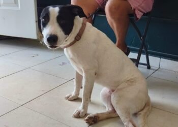 Más esterilizaciones gratuitas en Campeche; ahora el programa llegó a Kobén