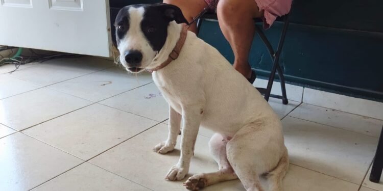 Más esterilizaciones gratuitas en Campeche; ahora el programa llegó a Kobén