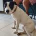 Más esterilizaciones gratuitas en Campeche; ahora el programa llegó a Kobén