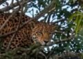 ¿Qué hacía ahí? Jaguar irrumpe en zona residencial de Campeche y desata intenso operativo