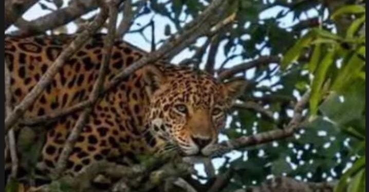 ¿Qué hacía ahí? Jaguar irrumpe en zona residencial de Campeche y desata intenso operativo