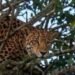 ¿Qué hacía ahí? Jaguar irrumpe en zona residencial de Campeche y desata intenso operativo