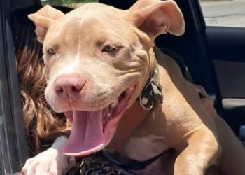 ¡Final feliz! Rescatan a cachorra pitbull presuntamente robada y la reúnen con su familia