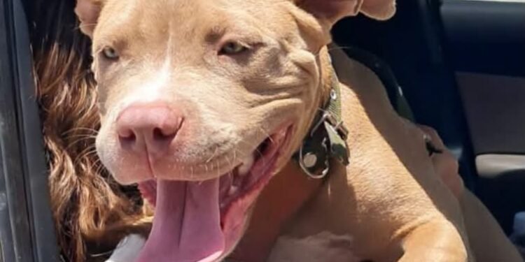¡Final feliz! Rescatan a cachorra pitbull presuntamente robada y la reúnen con su familia