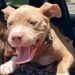 ¡Final feliz! Rescatan a cachorra pitbull presuntamente robada y la reúnen con su familia