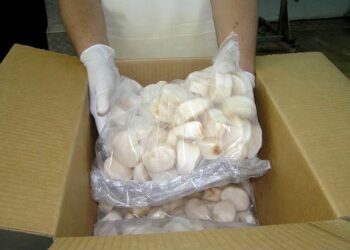 Arranca la zafra del pulpo, Campeche reactiva su motor pesquero