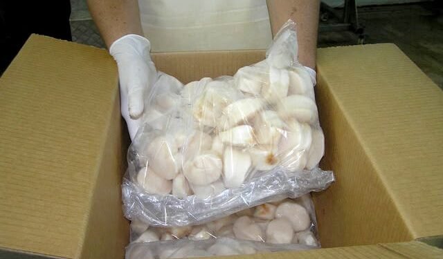 Arranca la zafra del pulpo, Campeche reactiva su motor pesquero