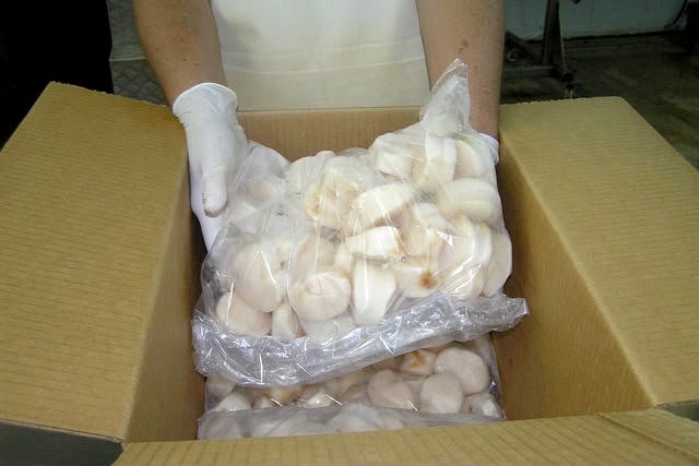 Arranca la zafra del pulpo, Campeche reactiva su motor pesquero