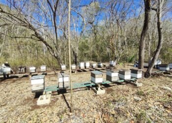 ¿Justicia o indemnización? El caso de las abejas de Hopelchén entra en etapa clave