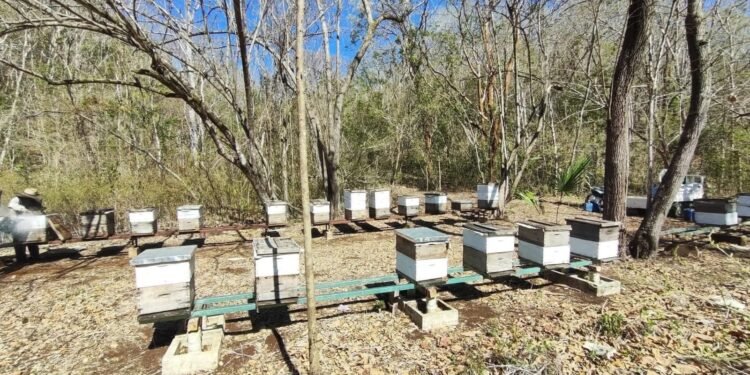 ¿Justicia o indemnización? El caso de las abejas de Hopelchén entra en etapa clave