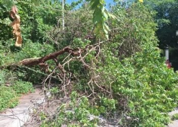 ¡Vientos de terror! Al menos 13 árboles y postes caen sobre la capital