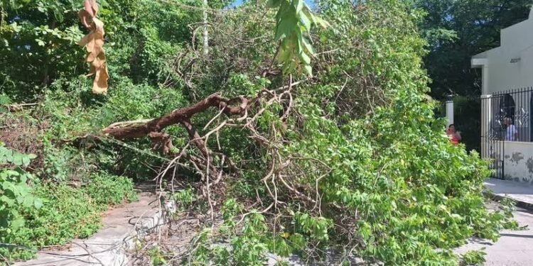 ¡Vientos de terror! Al menos 13 árboles y postes caen sobre la capital