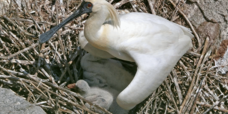Nacen más de 90 polluelos de una especie casi desaparecida: ¿sabes cuál es?