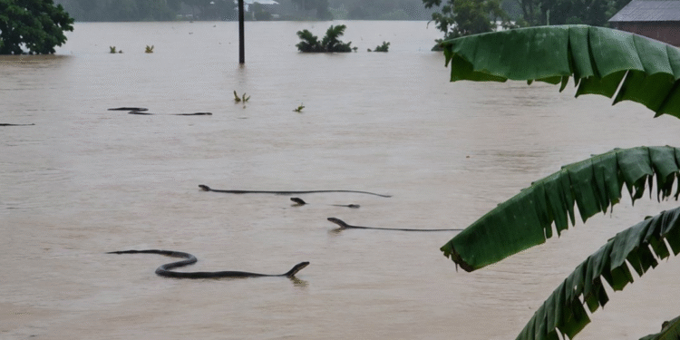 ¿Te imaginas salir de casa y encontrar una cobra? China enfrenta emergencia inédita