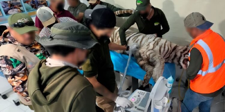 La verdad sobre Kenzo: la UNAM revela la causa de muerte del tigre de Bengala