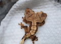 Así se ve el gecko de dos cabezas que desafía todas las probabilidades