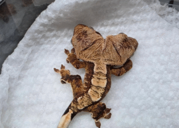 Así se ve el gecko de dos cabezas que desafía todas las probabilidades