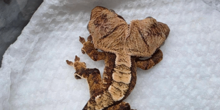 Así se ve el gecko de dos cabezas que desafía todas las probabilidades