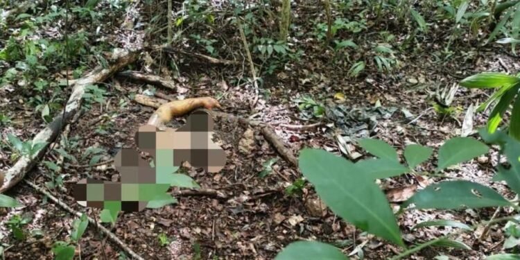 Hallan sitio con restos humanos en Escárcega; investigan si corresponde a matrimonio desaparecido