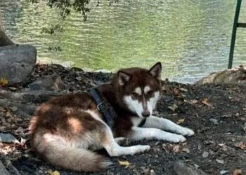 ¿Y si el divorcio también incluye a la mascota? Un juez dice que sí