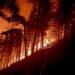 El infierno avanza en Francia: incendios obligan a un éxodo masivo
