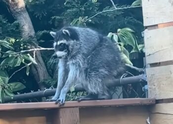 Jimothy, el mapache viral cuya rara condición sorprende a veterinarios