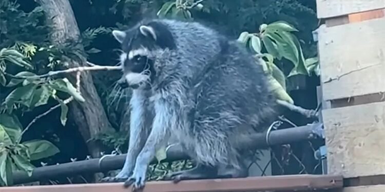Jimothy, el mapache viral cuya rara condición sorprende a veterinarios