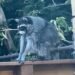 Jimothy, el mapache viral cuya rara condición sorprende a veterinarios