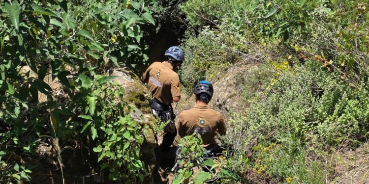 ¡Misión cumplida! Así salvaron a cinco lomitos de una muerte casi segura