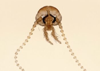¿Cómo sobrevivió? El insecto que desafía millones de años aparece en Veracruz